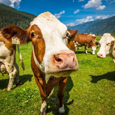 Urbangut Vakantieboerderij