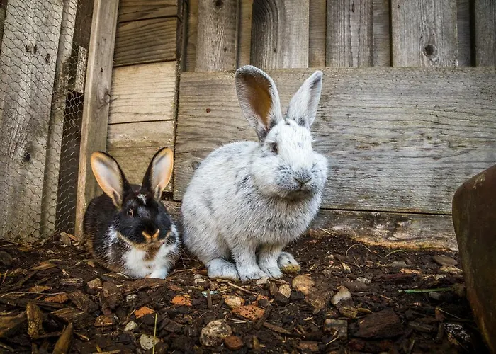 Séjour à la ferme Urbangut *