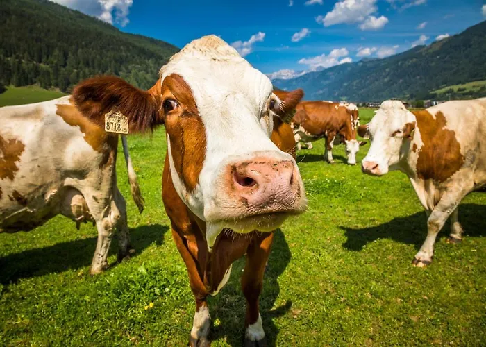 Urbangut Séjour à la ferme
